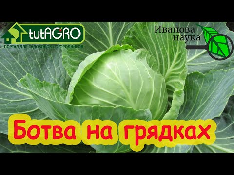 Ботва-сидерат. Оставляем ботву на грядках или лучше не надо?
