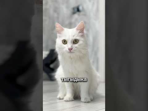 Что это за существо??? 🙀 #кот #кошка #котики #животные #питомцы #ужасы #ужастик #страшно