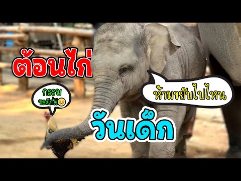 สงครามความป่วนระหว่างส้มจุกกับไก่เอ็ดเวิร์ด! 🐘🐔 วันนี้วันเด็ก คอกนี้สนุกกันสุดเหวี่ยงเลย!"