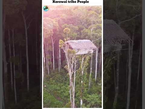 Korowai tribe people//#msdsurvey #facts #shorts