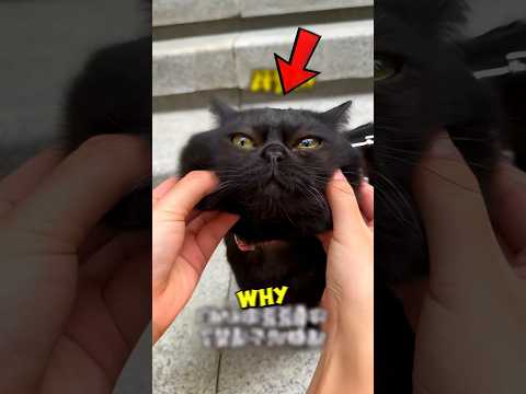 This Cat Has A HIDDEN Talent 🐈⬛ #shorts #cat