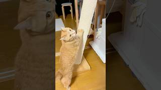 堂々とした爪研ぎをご覧あれ#ねこ #猫 #猫のいる暮らし #cat #cute #癒し