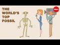 Fossilization Processes and Preservation