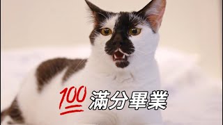 終於為你找到家，含淚跟親手養大的小浪貓說再見｜李喜猫