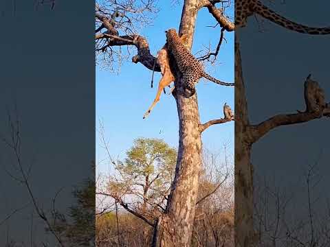 Close Call: Hyena Chases Leopard Up Tree!