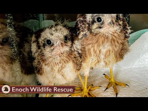Caring for Little Critters