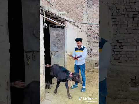 Laiba nay muja dra hi diya tha đĽşđŠđŽ tag karo usay đ
đ¤Łđđđ #laibakhan #foryou