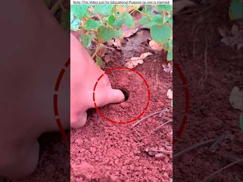 The ant will come out of the hole 😳