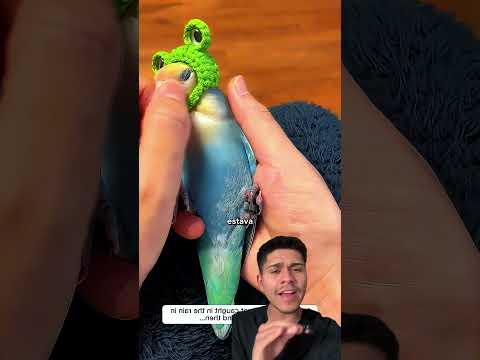 Ela ENCONTROU um PAPAGAIO🦜 na CHUVA e resgatou ele!