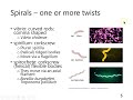 Bacterial Morphology and Classification