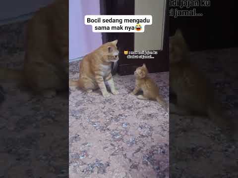 kucing #kucinglucu #kucinglucubandung #cat #kucingbelangtiga #kucing #kucinganggoralucudanimut #lucu