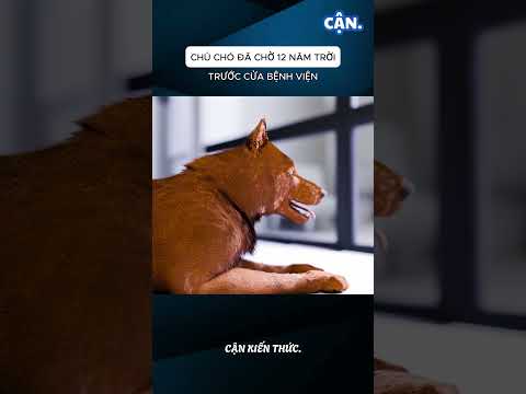 Chú chó trung thành chờ chủ suốt 12 năm #xuhuong #shorts #viral #khampha #kienthuc #cothebanchuabiet