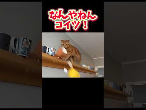 【やめろや！】#ねこ #猫 #コンプリート #comedy #shorts #破壊