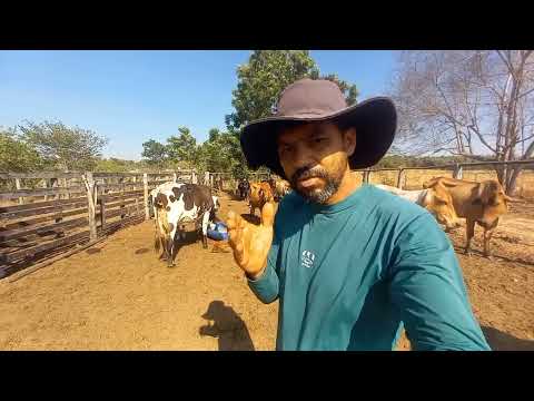 Como saber se uma vaca está pronta pra pegar cria