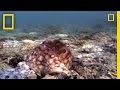 Cyanea Octopus Behavior and Abilities