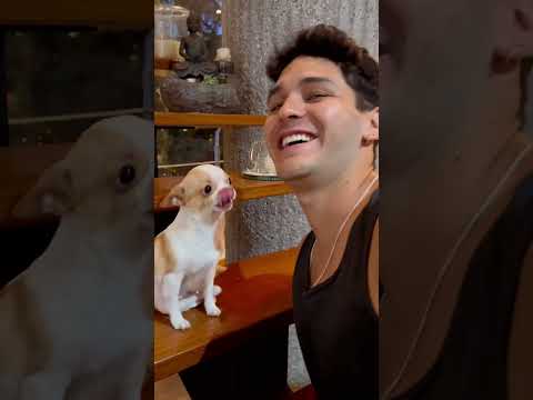 If kisses were currency, I’d be rich 🥹#dog#dogsoftiktok #doglover #funny #funnyvideos #foryou