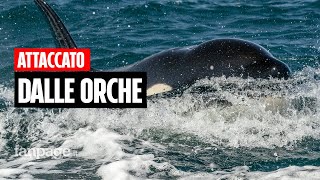 Attaccato dalle orche nello Stretto di Gibilterra: "Colpivano la barca, le ho guardate negli occhi"