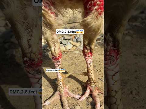 OMG 2.8 feet ๐ฑ๐ฑ๐ฑ aseelmurga #youtubeshorts #aseelmurga #pets #birds #animals #viralvideo #shorts
