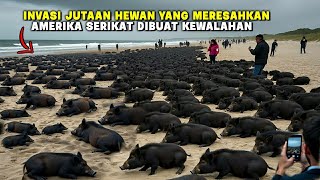 AMERIKA DIBIKIN KELABAKAN!! JUTAAN BINATANG INI MENGINVASI BERBAGAI NEGARA DAN TAK BISA DIBASMI