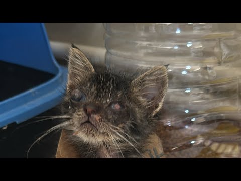 A blind kitten is waiting to be adopted. We need your support to cover the veterinary bill.