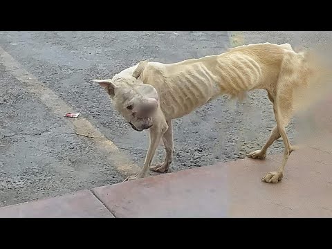 She was left on the street, broken and forgotten, with a massive tumor on her face and no one help!
