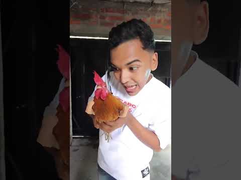 It’s time to eat a gallo 🐔 soup 🍜 by Larin.