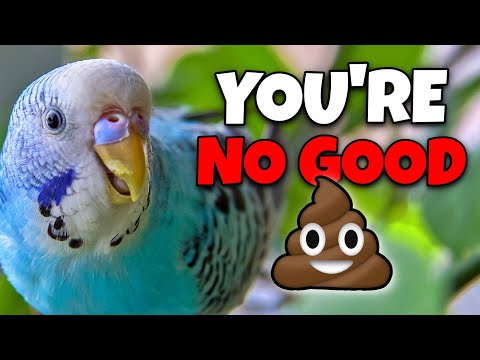 Your Bird KNOWS if You’re a BAD or a GOOD Person