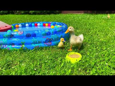 Ducklings in the pool, baby ducks, pig