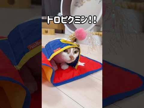 独特な遊び方をする猫トロしゃん！ #shorts