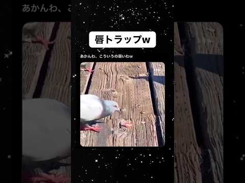 鳥に表情ができた #shorts #shortsfeed #shortvideo #おすすめ #おもしろ #鳥 #トラップ