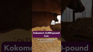 This Steer Was a Monster! #Indiana #weird #roadsideattractions #taxidermy #midwest #farmlife