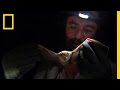 Understanding the Jamaican Fruit-Eating Bat