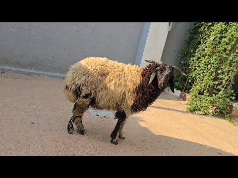 خسرت طفلي🥹🤱ذبيحه لوجه الله الحمد لله على كل حال 🙏💔ربي يعوضنا خير