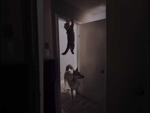 The cat said: Go away, my arms are tired. #funny #cat #dog