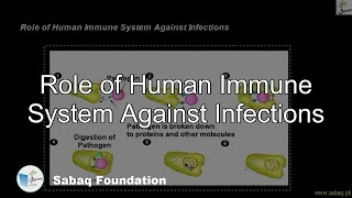 Role of Human Immune System Against Infections