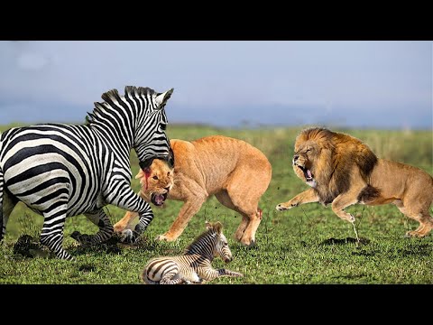 Lion Hunts Zebra Baby And The Unexpected Ending From Mother Zebra