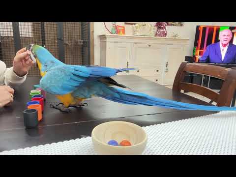 Parrot shows off clever skills matching balls and containers in Rome, Italy