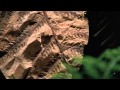 Microfossils and Early Life Forms