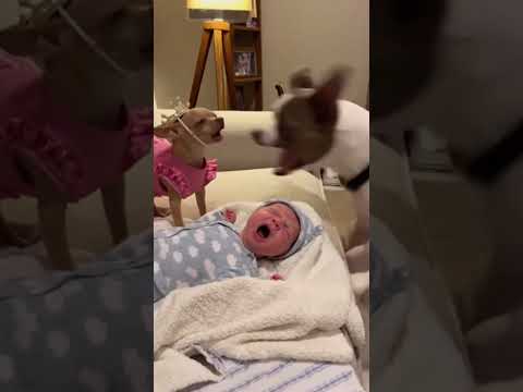 One Dog Guards the Baby… The Other Gets SHUT DOWN 😂 #funny