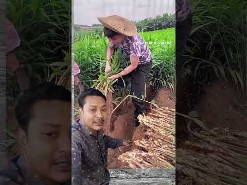 How was the soil processed for ginger cultivation #attitude #motivation #inspiredaily #motivational
