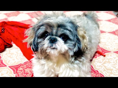 Funny dog #dog #vlog #funny #video #viral 😍😍😍😍😍😍😍