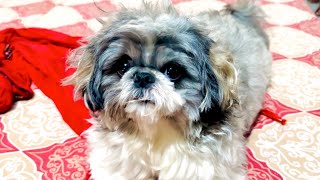 Funny dog #dog #vlog #funny #video #viral 😍😍😍😍😍😍😍