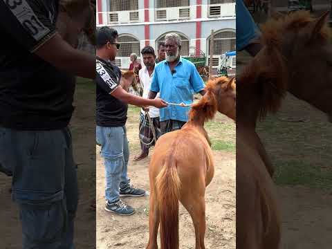 ২ হাজার টাকা দাম করাই রেগে গেল চাচা #ঘোড়া #তুলসিপুর #ঘোড়ারহাট