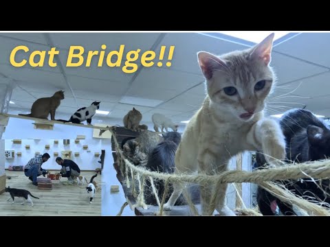 When the two men built the cat bridge it became crowded.