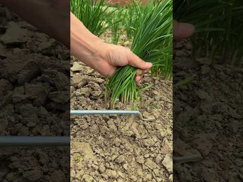 Harvesting chives #satisfying