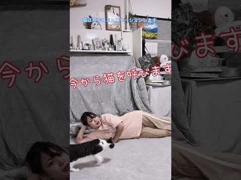 母猫の声を出して読んだら猫達が大運動会 #shorts