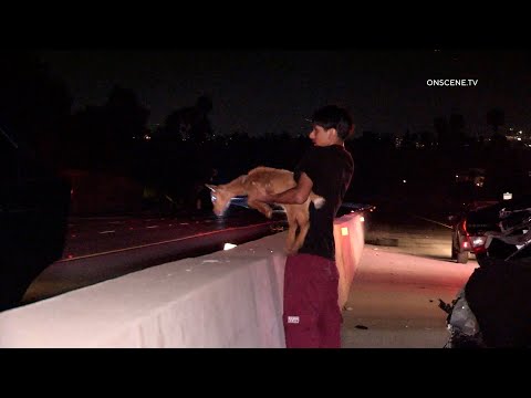 Baby Goat Saved After 4-5 Car Crash