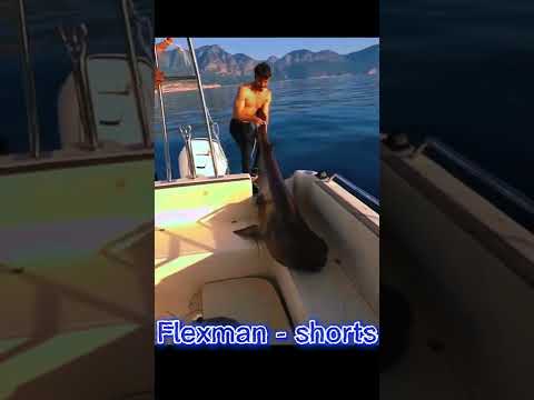 delimine Köpek Balığı YAKALIYOR! #shorts