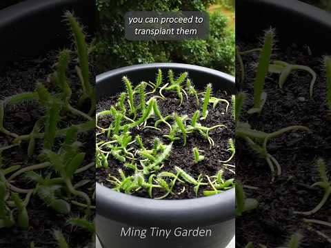 From Seed to Splendor - Nurturing Dragon Fruit Seedlings #dragonfruit