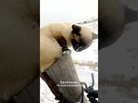 Я не могу - у меня когти стрижены...